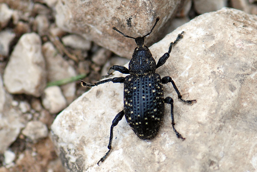 Curculionide (Alpino): Hylobius excavatus